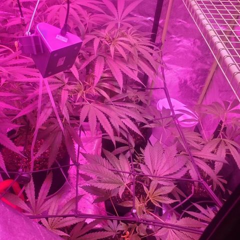 G13 fem mother Indica growlog timeline photo