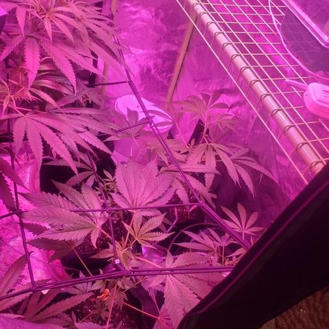 G13 fem mother Indica growlog timeline photo