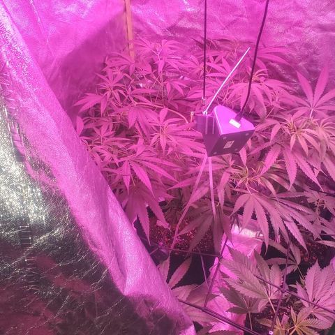 G13 fem mother Indica growlog timeline photo