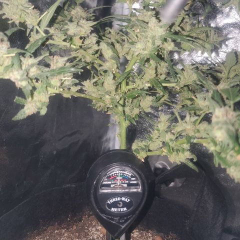 G13 fem mother Indica growlog timeline photo