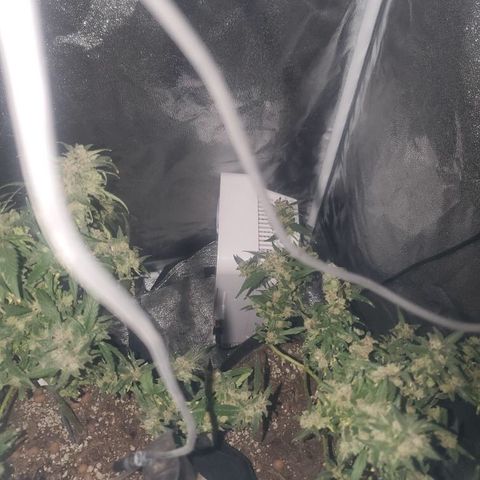 G13 fem mother Indica growlog timeline photo