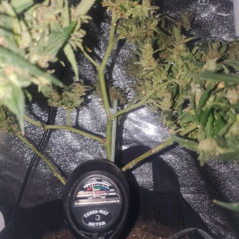 G13 fem mother Indica growlog timeline photo
