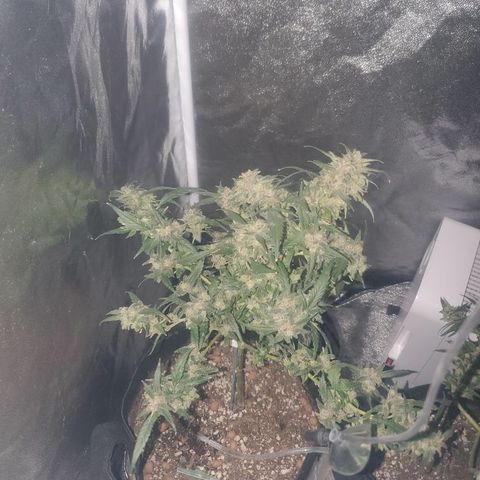 G13 fem mother Indica growlog timeline photo