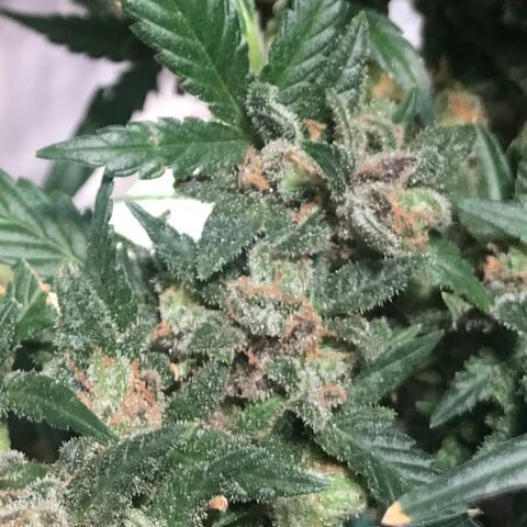 G13 fem mother Indica growlog timeline photo