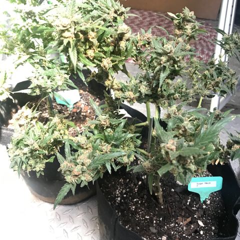 G13 fem mother Indica growlog timeline photo