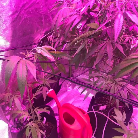 G13 fem mother Indica growlog timeline photo