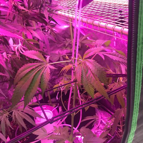 G13 fem mother Indica growlog timeline photo