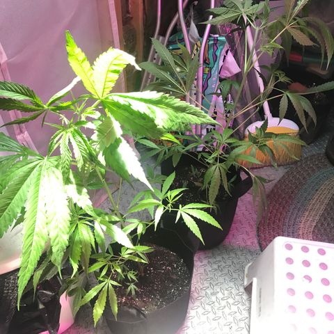 G13 fem mother Indica growlog timeline photo