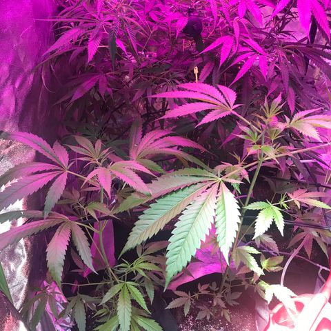G13 fem mother Indica growlog timeline photo