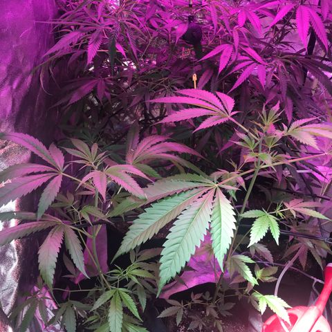 G13 fem mother Indica growlog timeline photo