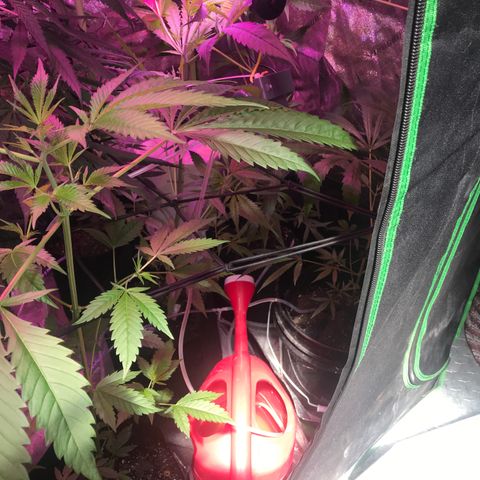G13 fem mother Indica growlog timeline photo