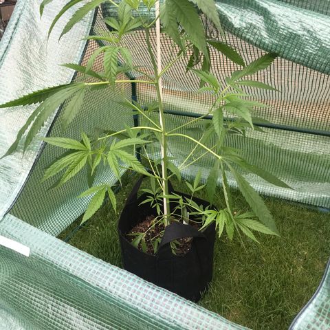 G13 clone #1 growlog timeline photo