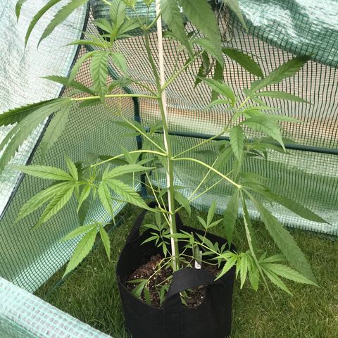 G13 clone #1 growlog timeline photo