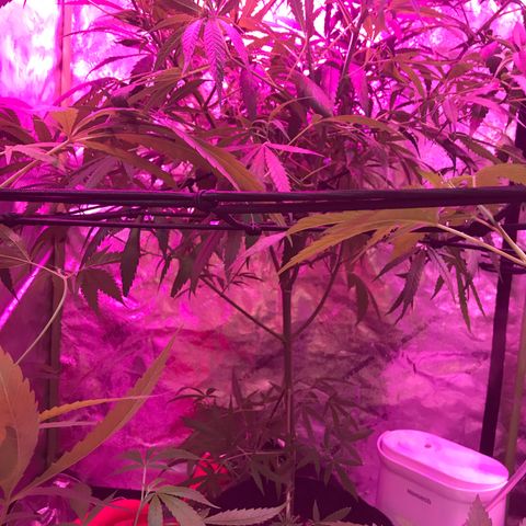 G13 fem mother Indica growlog timeline photo