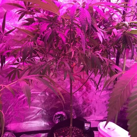 G13 fem mother Indica growlog timeline photo
