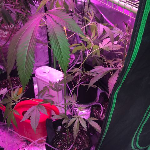 Afghan fem growlog timeline photo