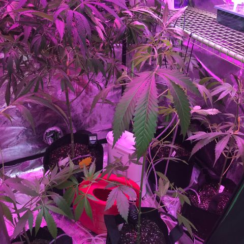 G13 fem mother Indica growlog timeline photo