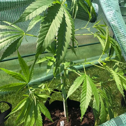 G13 clone #1 growlog photo: Added dirt