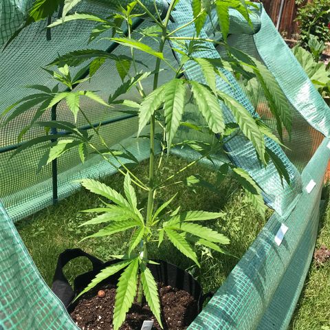 G13 clone #1 growlog photo: Added dirt
