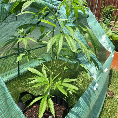 G13 fem mother Indica growlog timeline photo