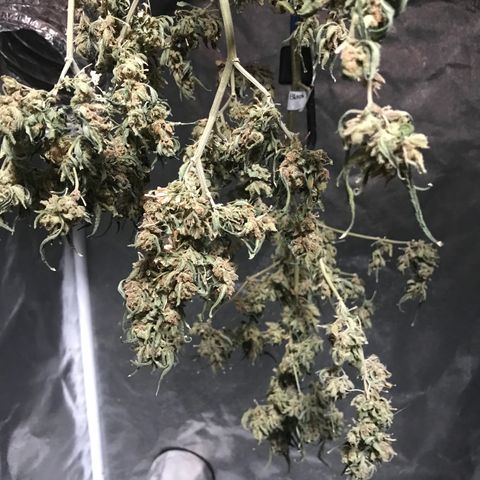 G13 fem mother Indica growlog timeline photo