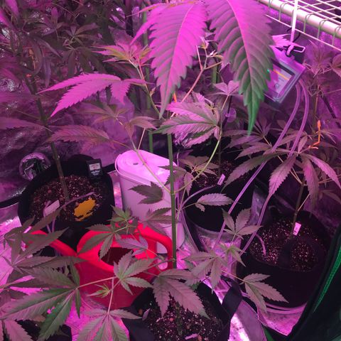 G13 fem mother Indica growlog timeline photo