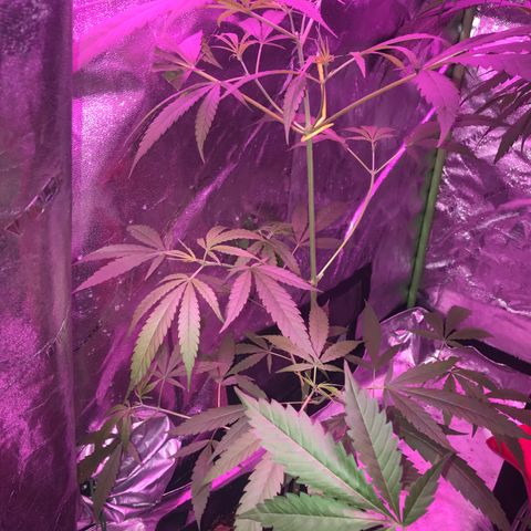G13 fem mother Indica growlog timeline photo