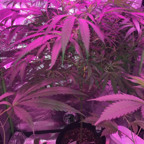 G13 fem mother Indica growlog timeline photo