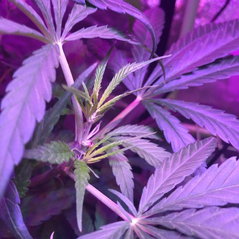 G13 fem mother Indica growlog timeline photo