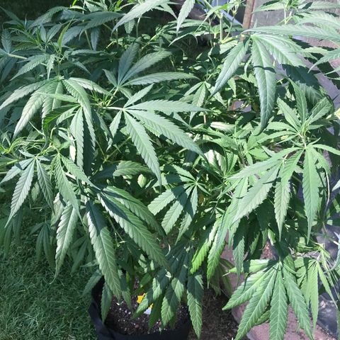 G13 fem mother Indica growlog timeline photo