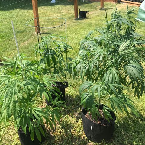 G13 fem mother Indica growlog timeline photo