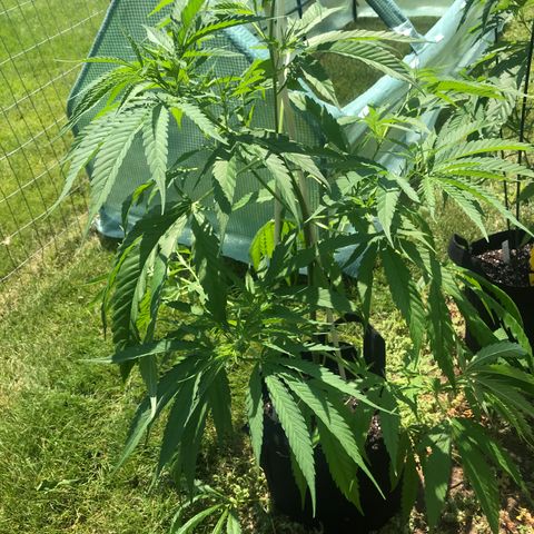 G13 clone #1 growlog timeline photo