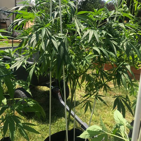 G13 fem mother Indica growlog timeline photo