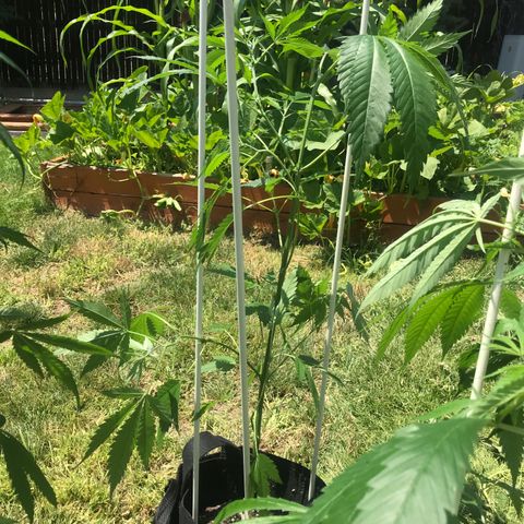 Afghan fem growlog timeline photo