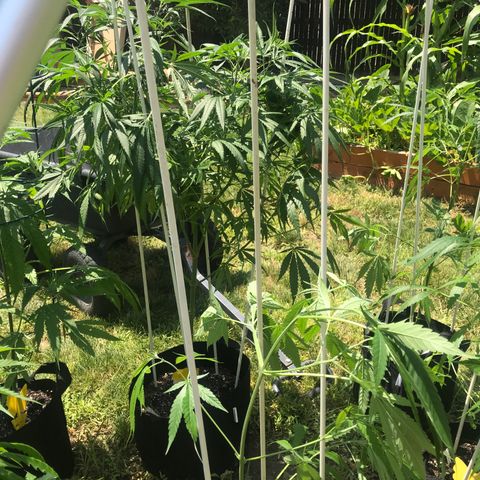 G13 fem mother Indica growlog timeline photo