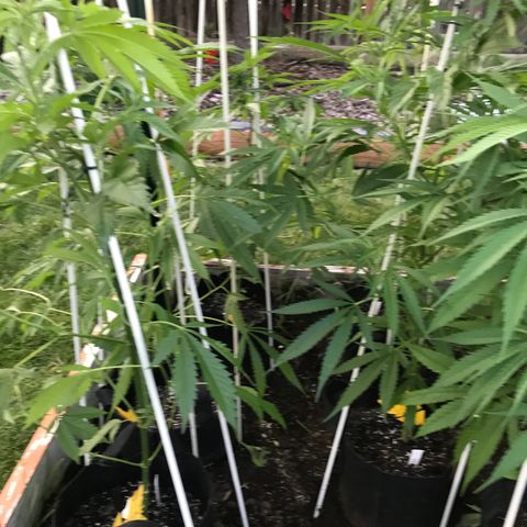 G13 fem mother Indica growlog timeline photo
