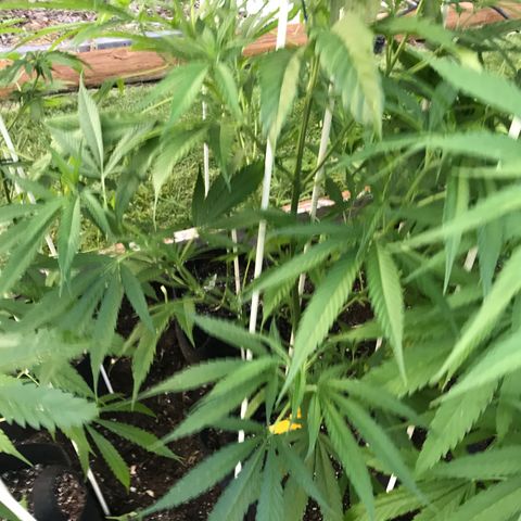 G13 fem mother Indica growlog timeline photo