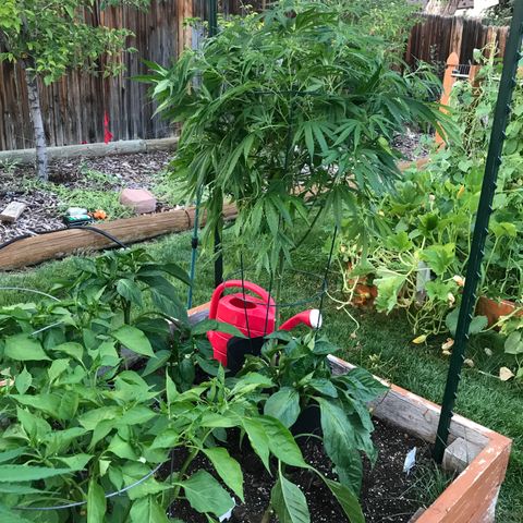 G13 fem mother Indica growlog timeline photo