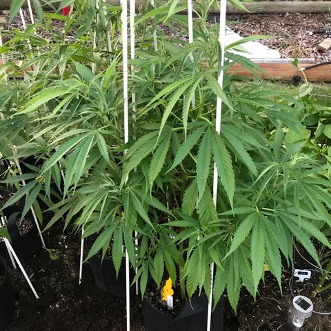 G13 fem mother Indica growlog timeline photo