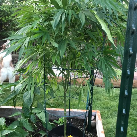 G13 fem mother Indica growlog timeline photo