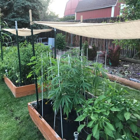 G13 fem mother Indica growlog timeline photo