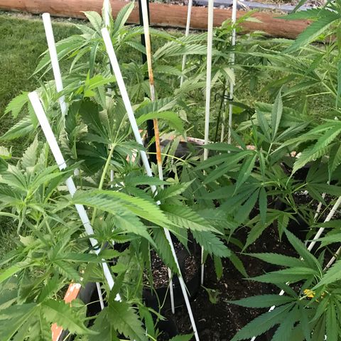 G13 fem mother Indica growlog timeline photo
