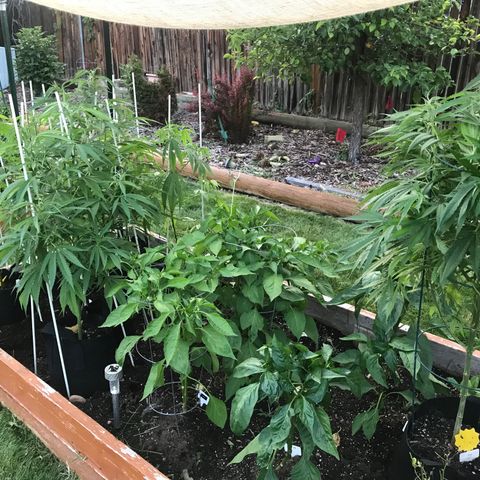 G13 fem mother Indica growlog timeline photo