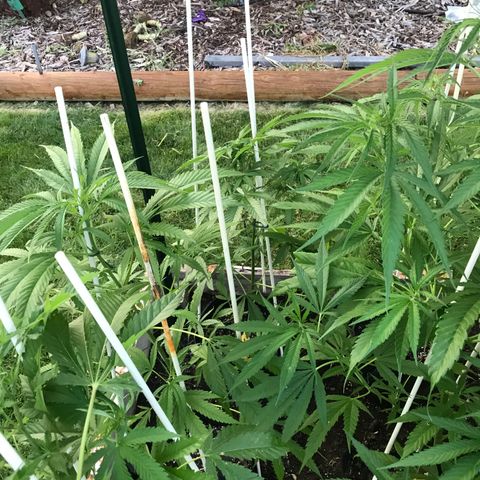 G13 fem mother Indica growlog timeline photo