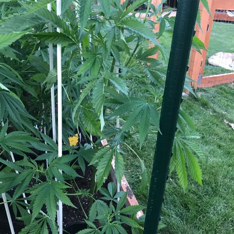 Afghan fem growlog timeline photo