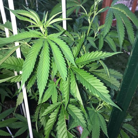 Afghan fem growlog timeline photo