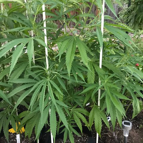 G13 clone #1 growlog timeline photo