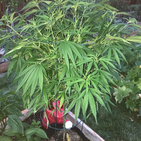 G13 fem mother Indica growlog timeline photo