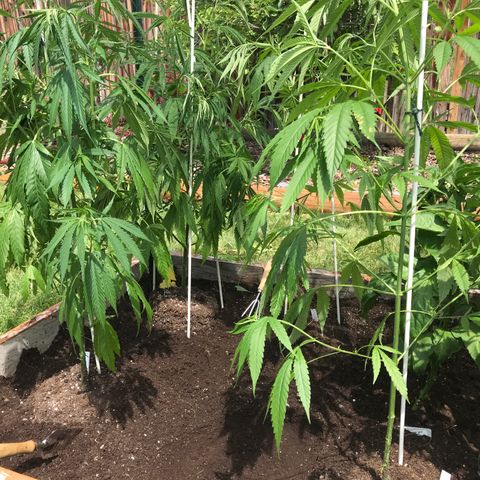 G13 fem mother Indica growlog timeline photo
