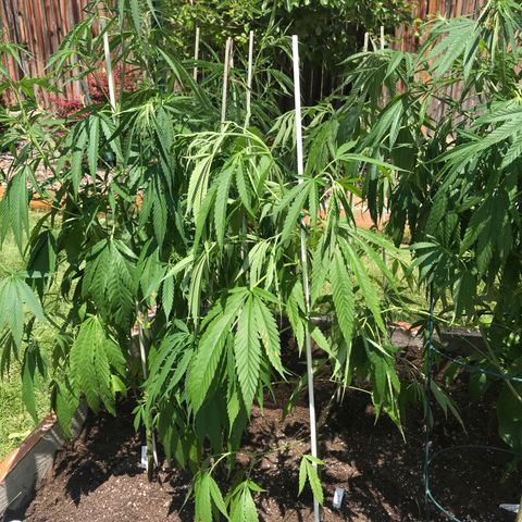 G13 fem mother Indica growlog timeline photo